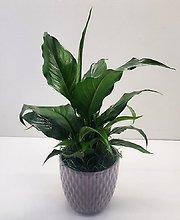 Peace Lily Small In Taupe Ceramic